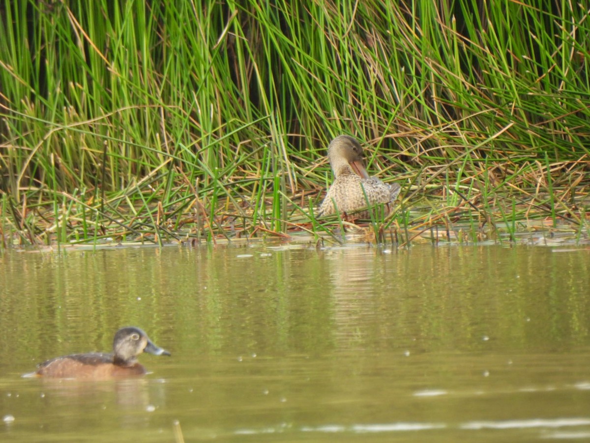 Чернь канадська - ML646397542