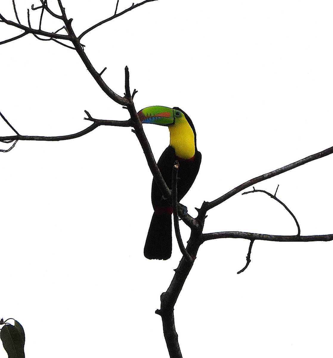 Keel-billed Toucan - ML646397543