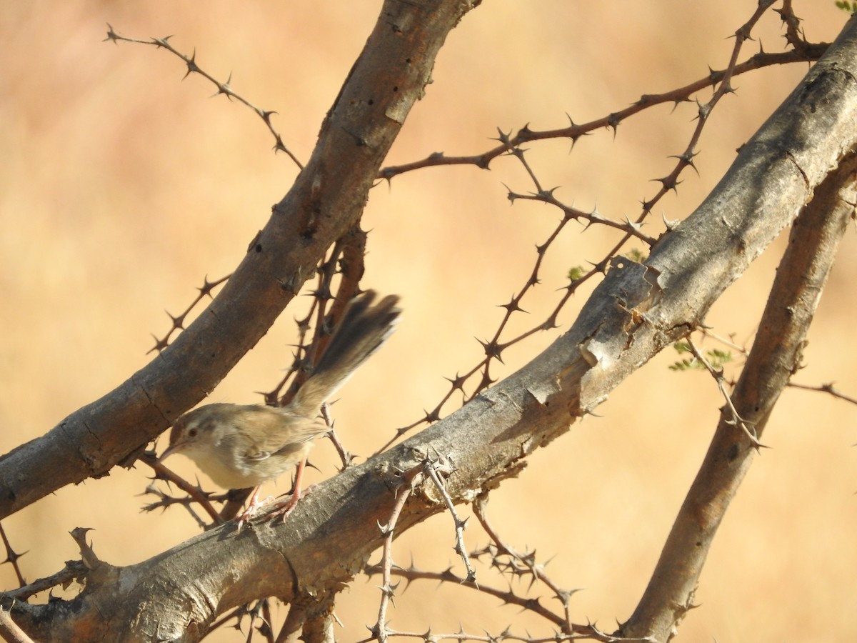 Принія рудолоба - ML646397544