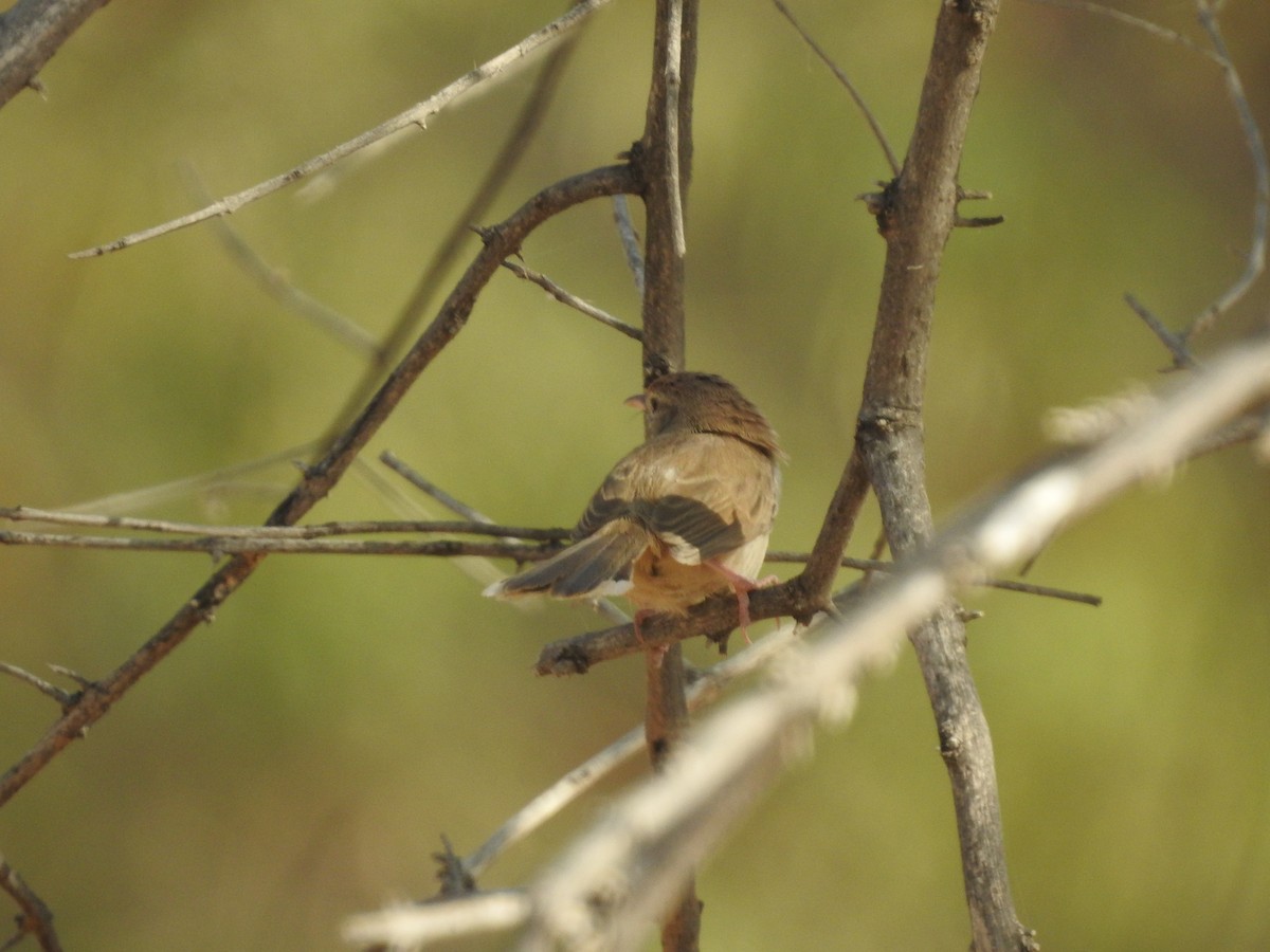 Принія рудолоба - ML646397545