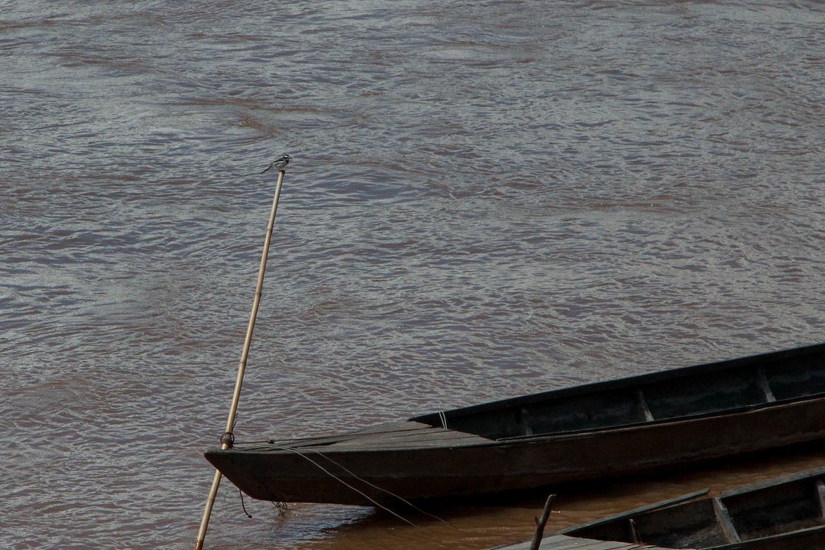 Плиска лаоська - ML646397548