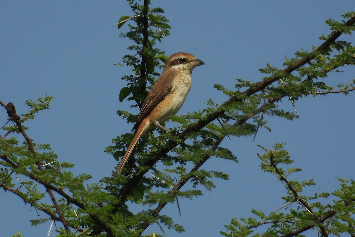 Сорокопуд сибірський - ML646397549