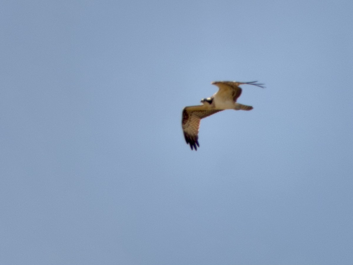 Скопа західна (підвид carolinensis) - ML646397550