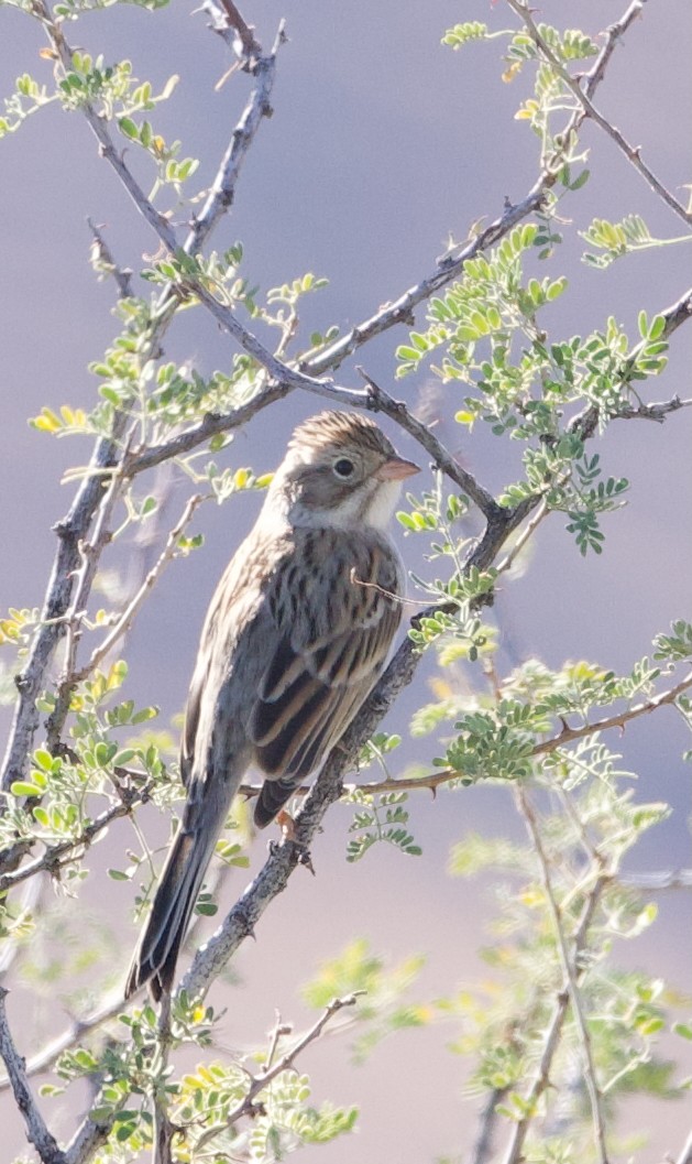 Пасовникові sp. - ML646397551