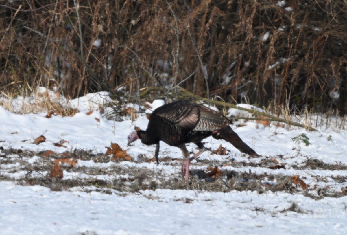 Індик великий - ML646397552