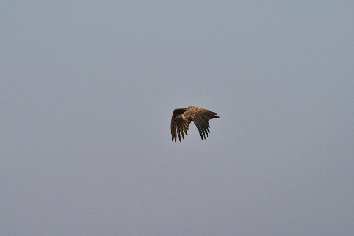 Сип африканський - ML646397553