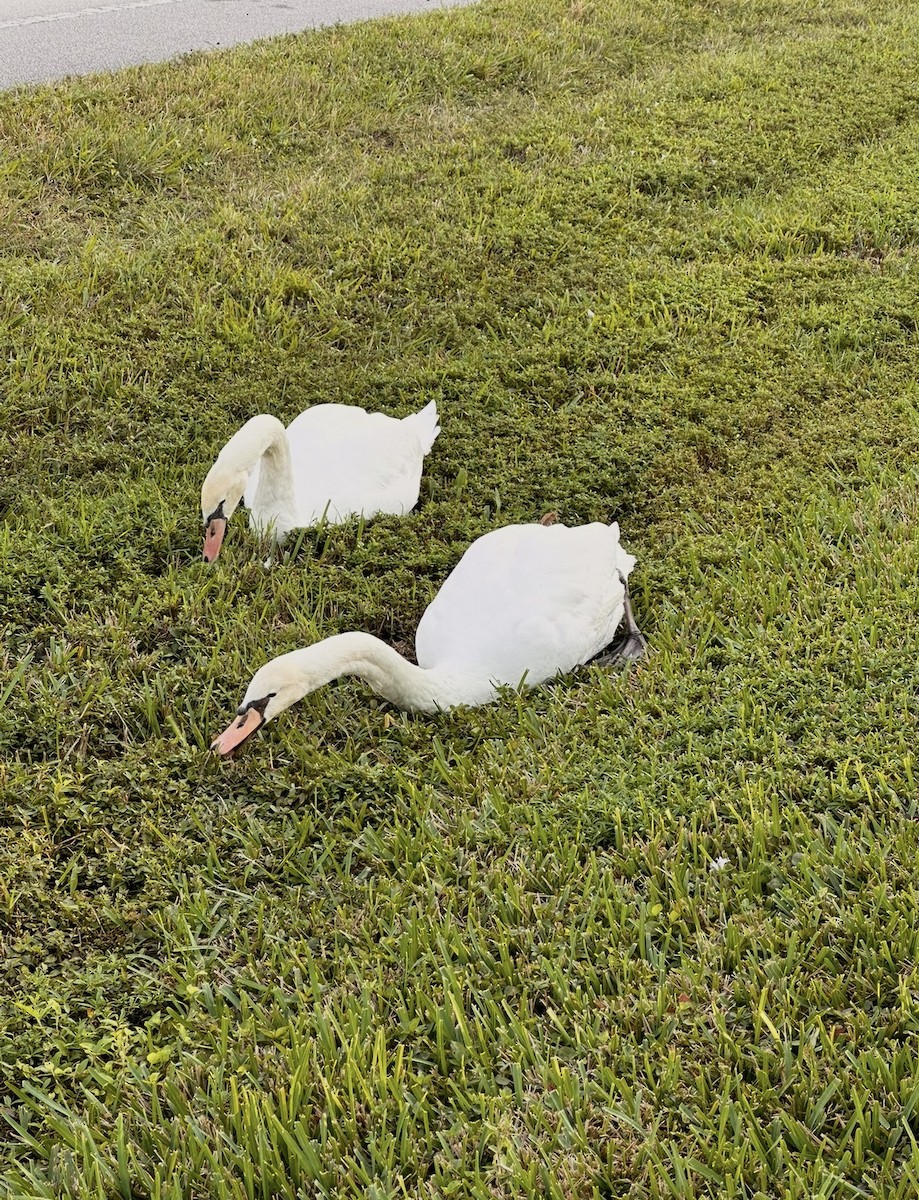 Лебідь-шипун - ML646397555