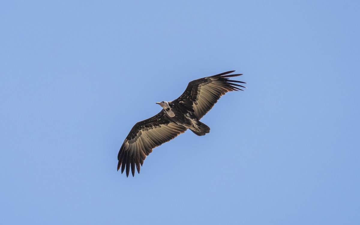 Стерв'ятник бурий - ML646397556