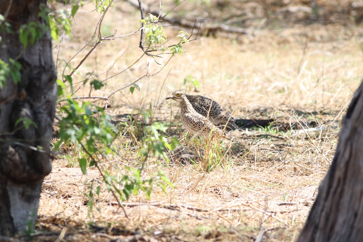 Лежень плямистий - ML646397561