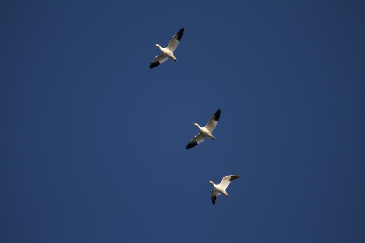 Гуска біла - ML646397563