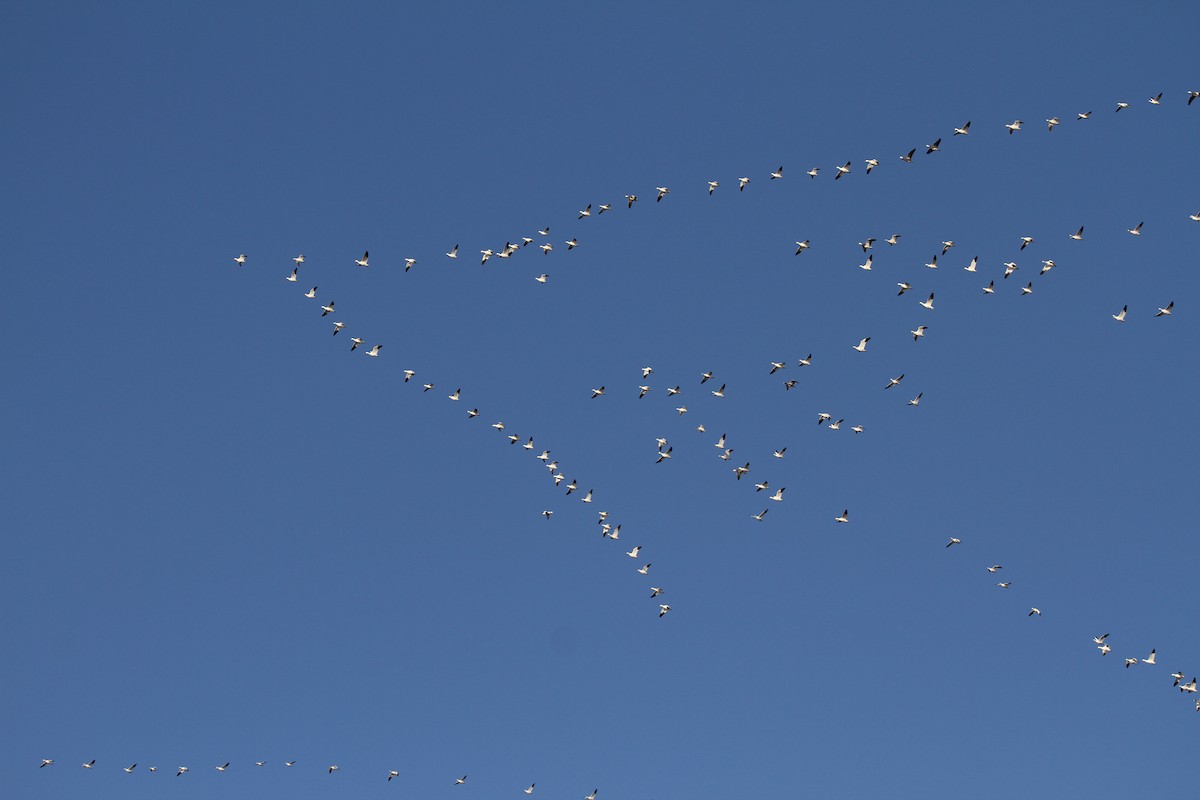 Гуска біла - ML646397564