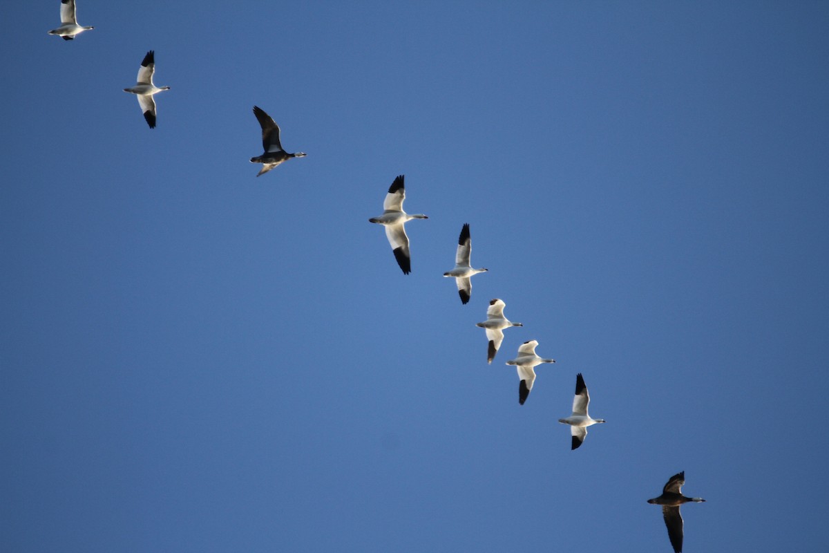 Гуска біла - ML646397565