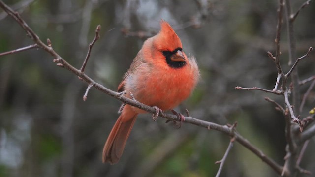 Кардинал червоний - ML646397567