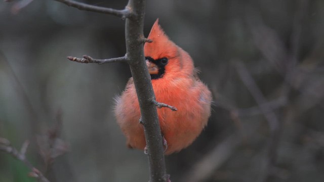 Кардинал червоний - ML646397568