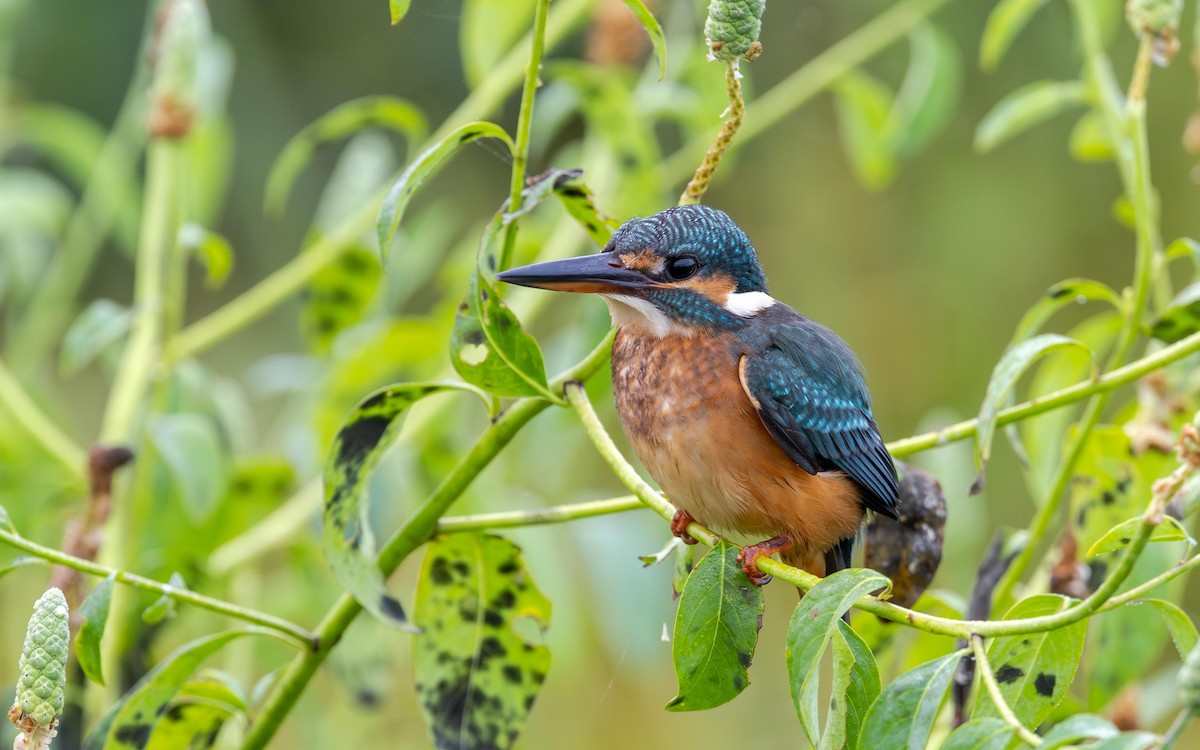 Рибалочка блакитний - ML646397570