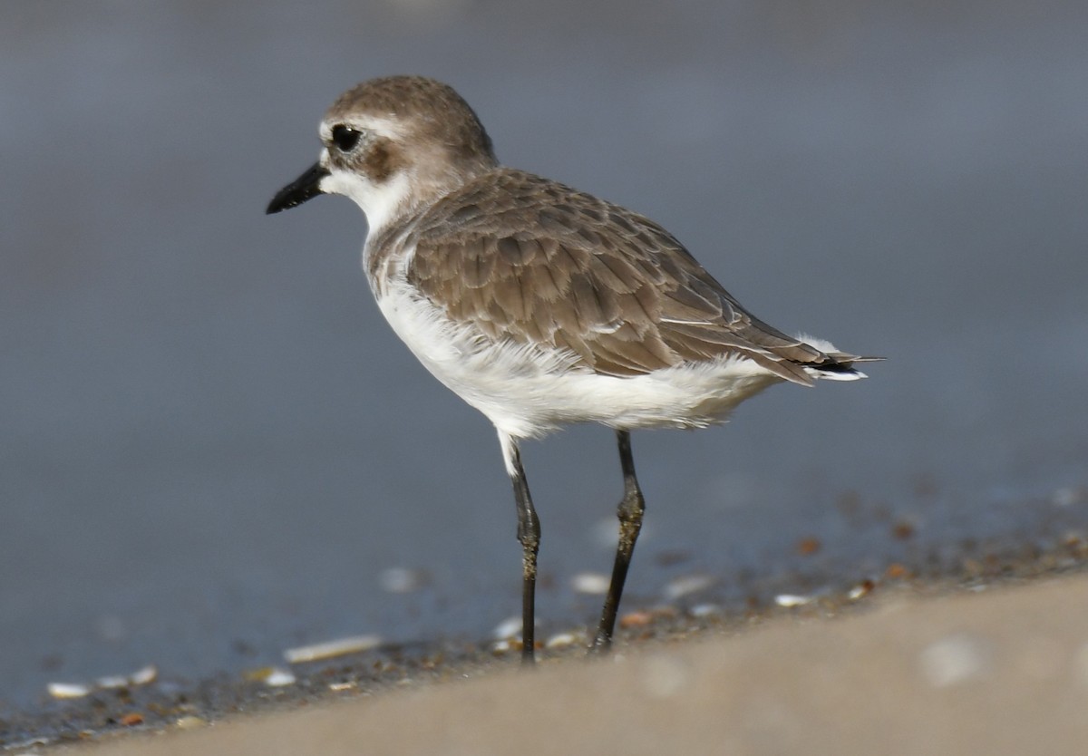 Пісочник тібетський - ML646397571