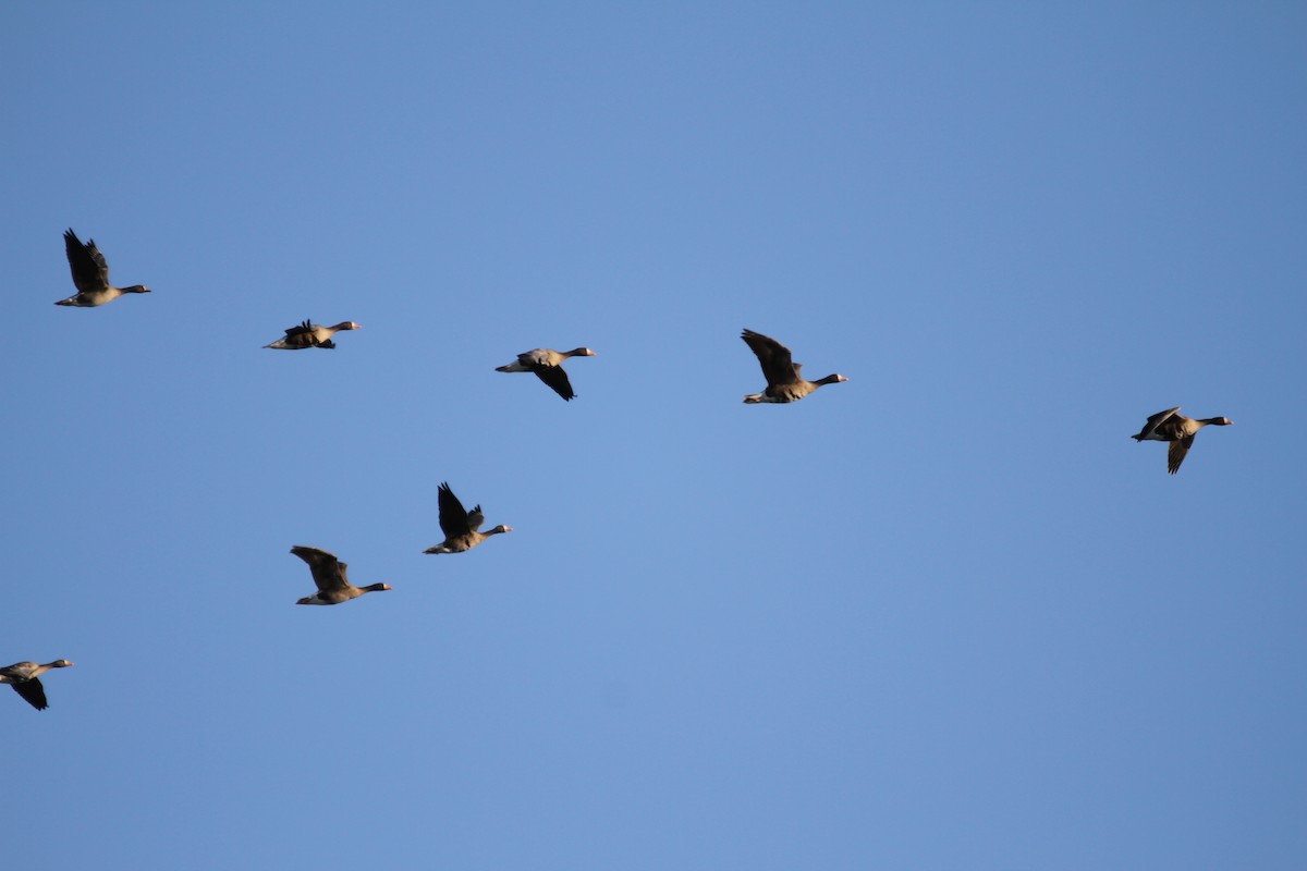 Гуска білолоба - ML646397572