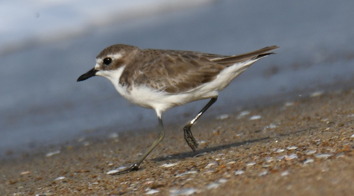 Пісочник тібетський - ML646397575