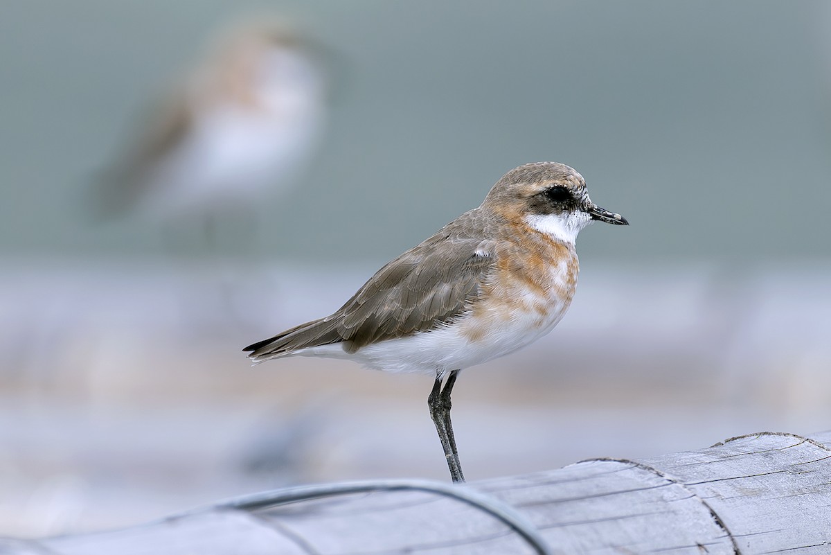 Пісочник тібетський - ML646397576