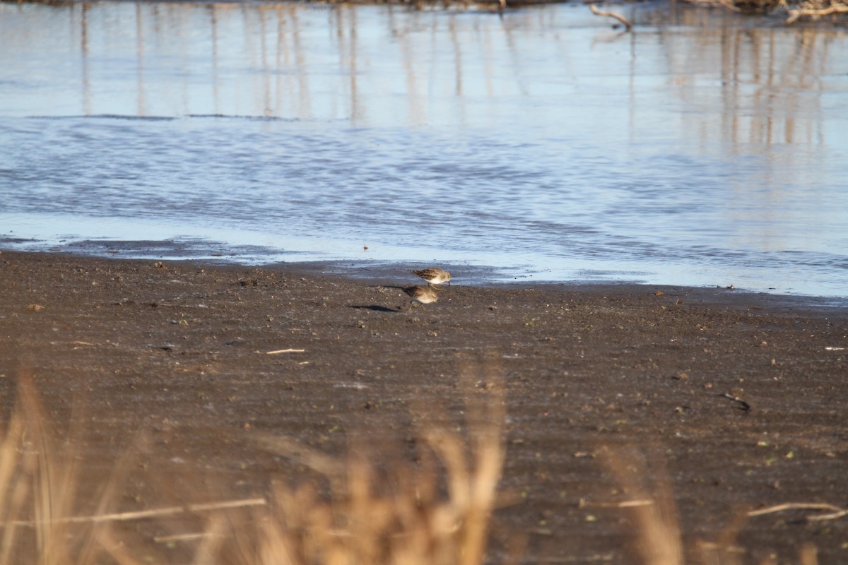 Least Sandpiper - ML646397577
