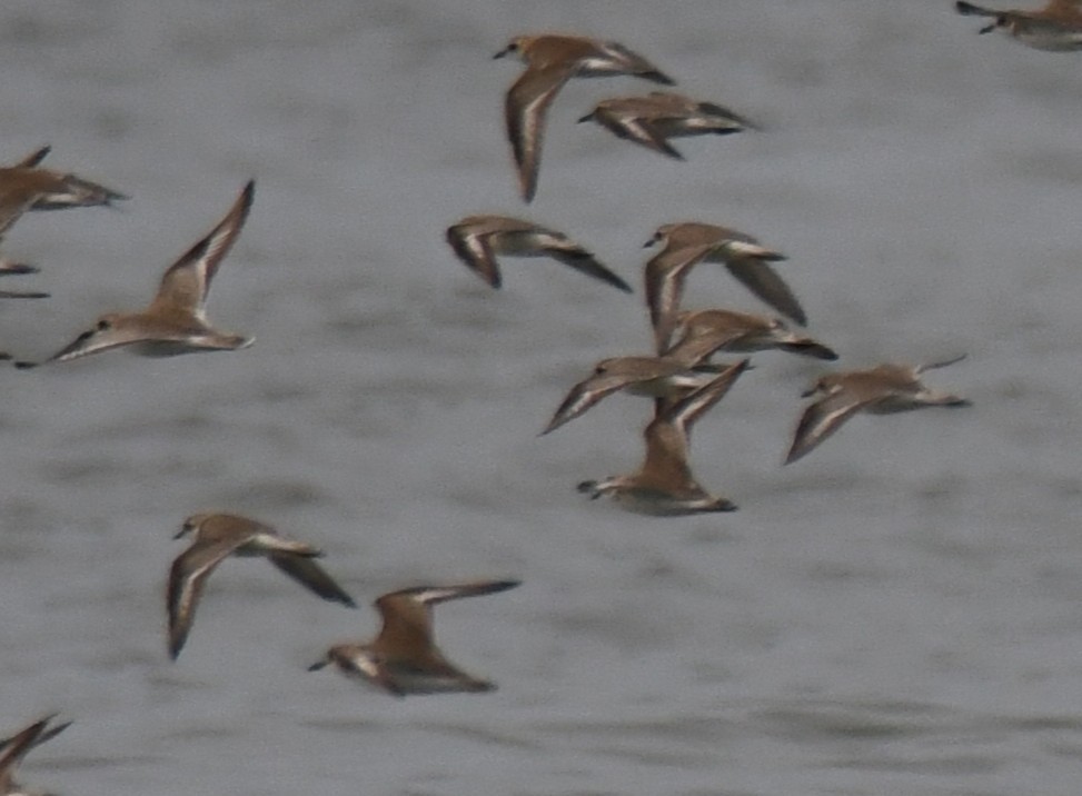 Пісочник тібетський - ML646397578