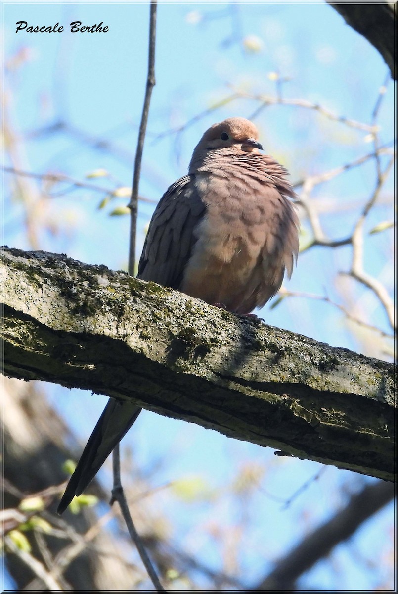 Зенаїда північна - ML646397579