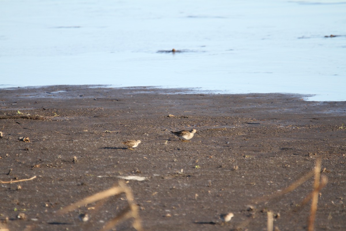 Pectoral Sandpiper - ML646397580