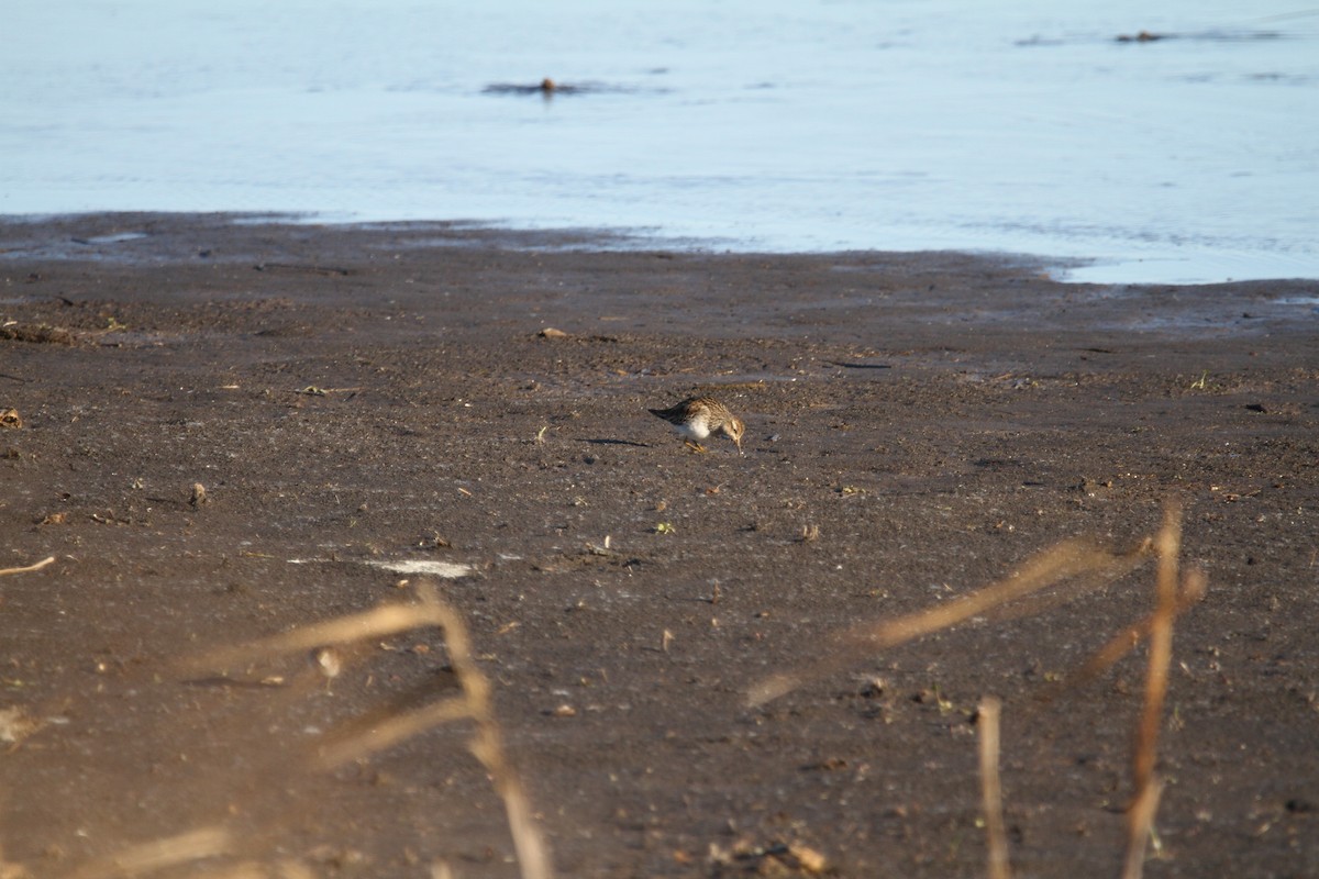 Pectoral Sandpiper - ML646397581