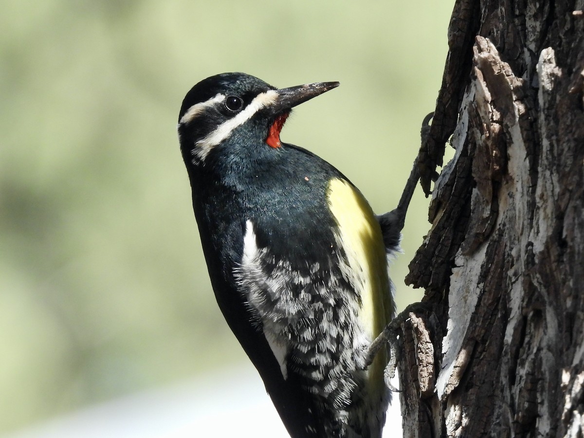 Дятел-смоктун сосновий - ML646397582