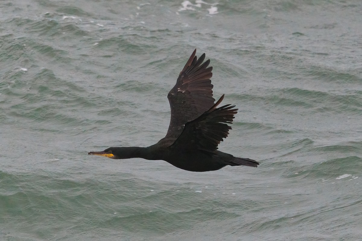 Баклан чубатий - ML646397583