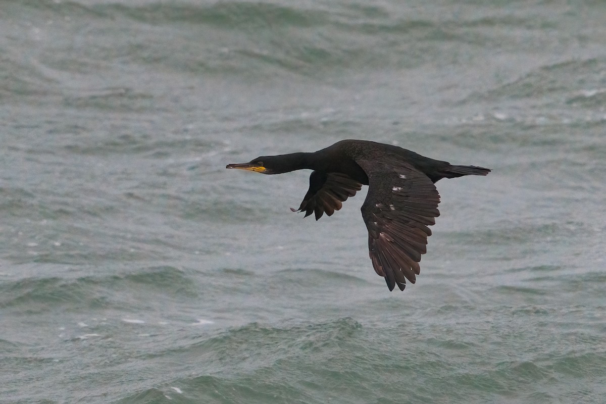 Баклан чубатий - ML646397584