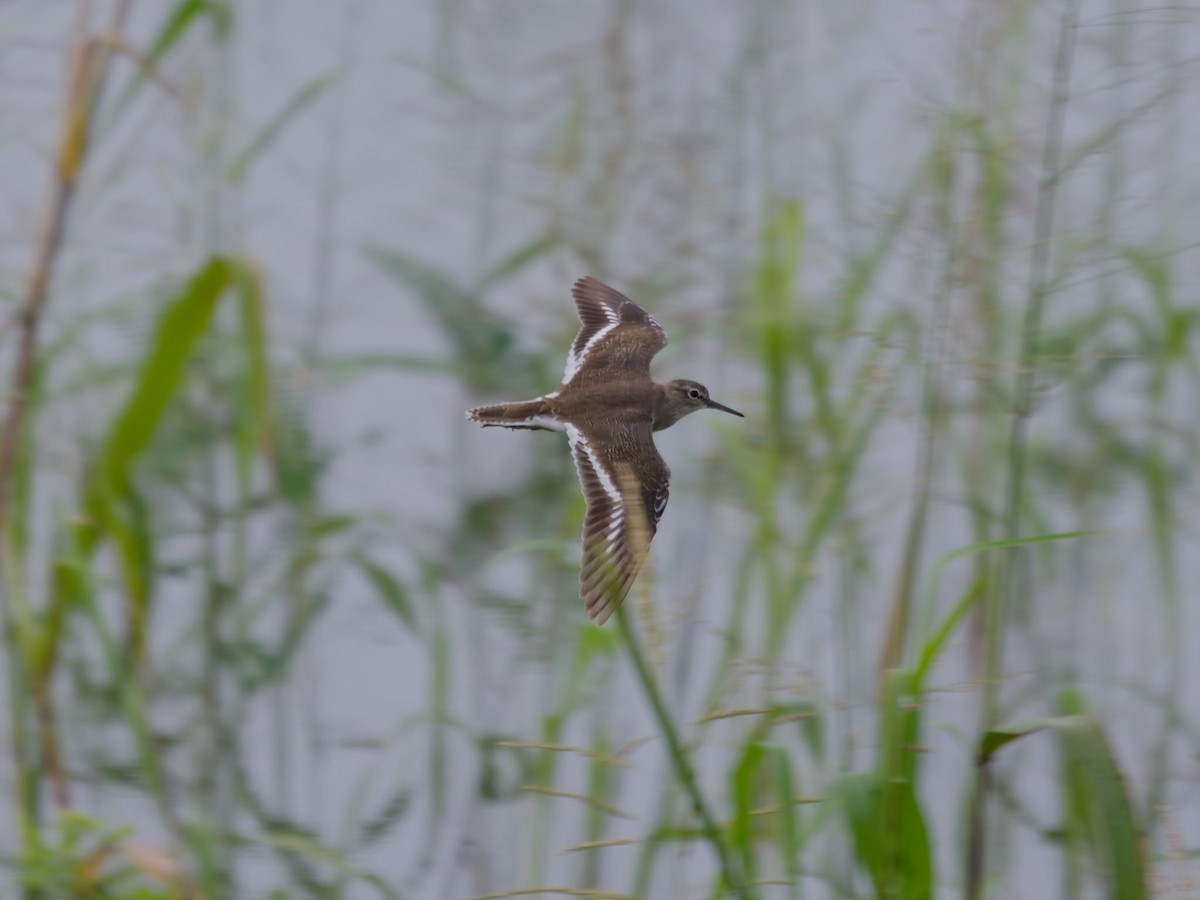 Набережник палеарктичний - ML646397585