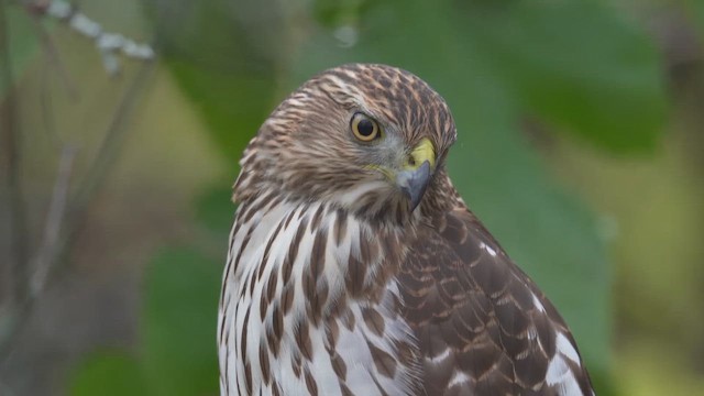 Яструб чорноголовий - ML646397586