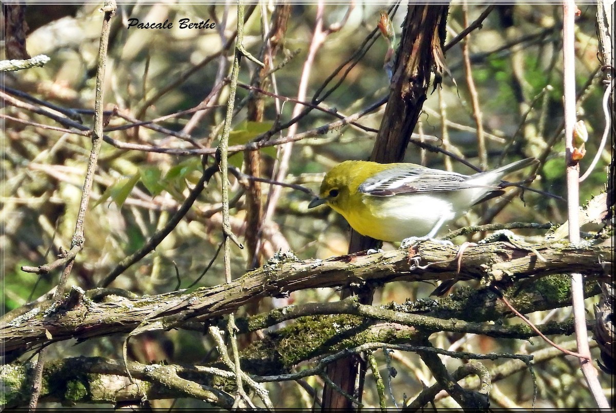 Viréo à gorge jaune - ML646397588