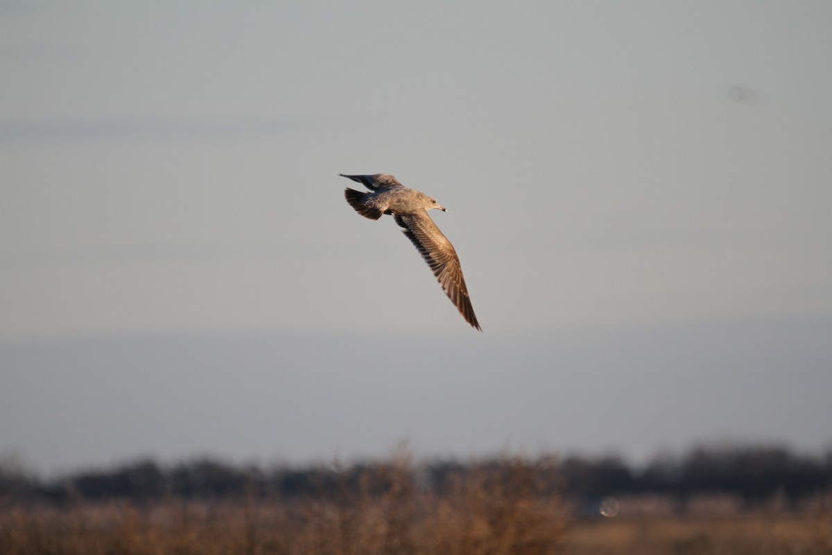 Larus sp. - ML646397589