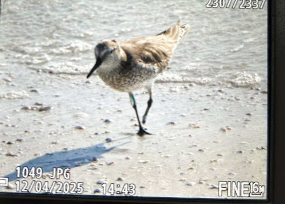 Побережник ісландський - ML646397590