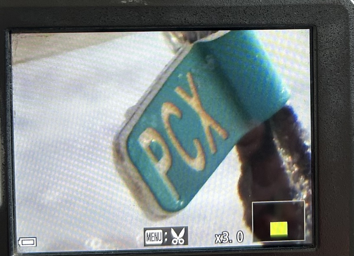 Побережник ісландський - ML646397591