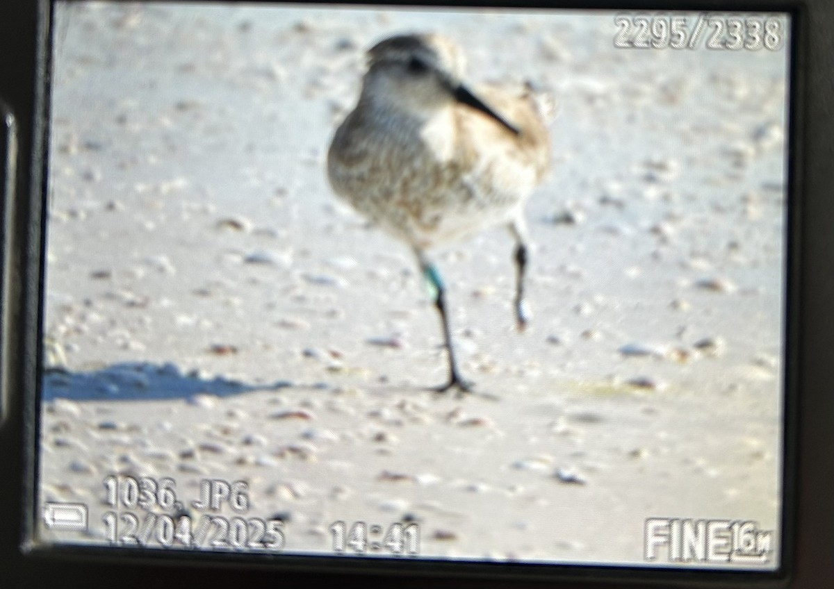 Побережник ісландський - ML646397592