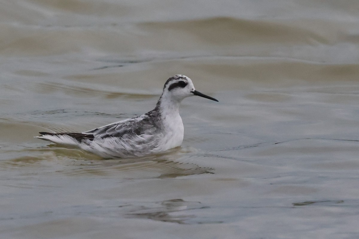 Плавунець круглодзьобий - ML646397594