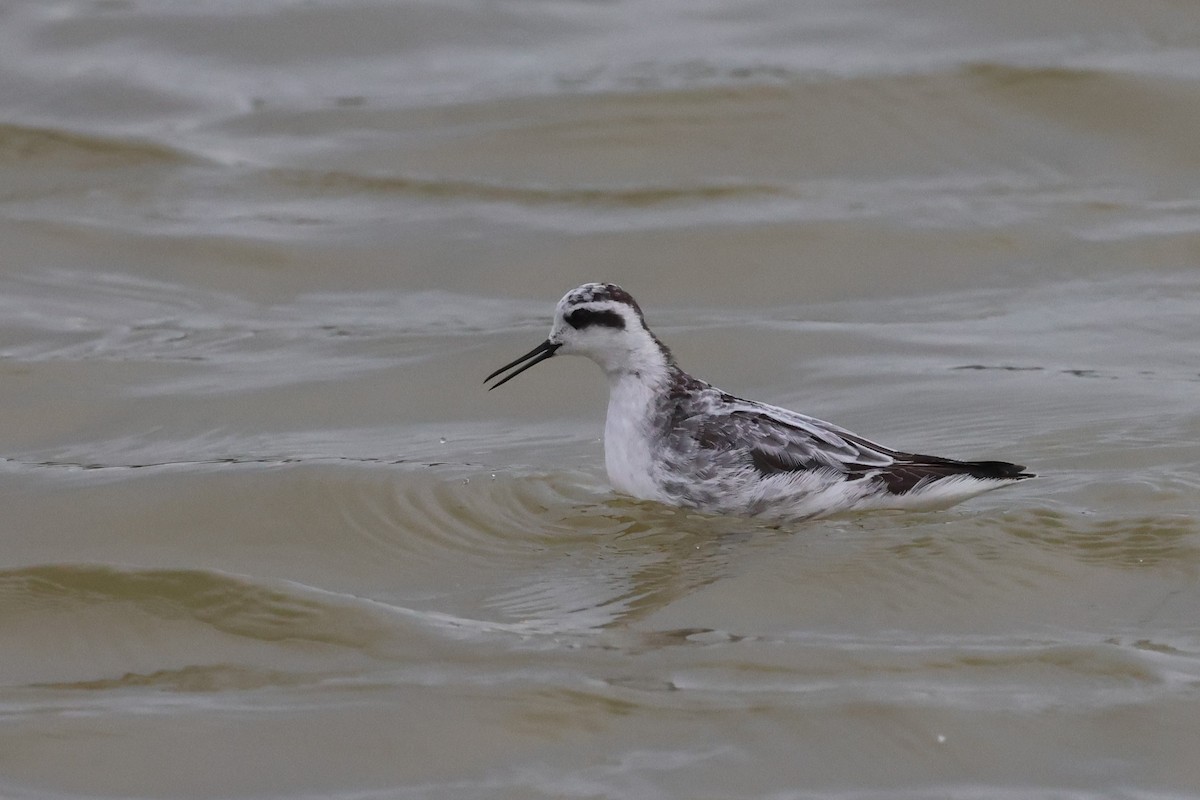 Плавунець круглодзьобий - ML646397595