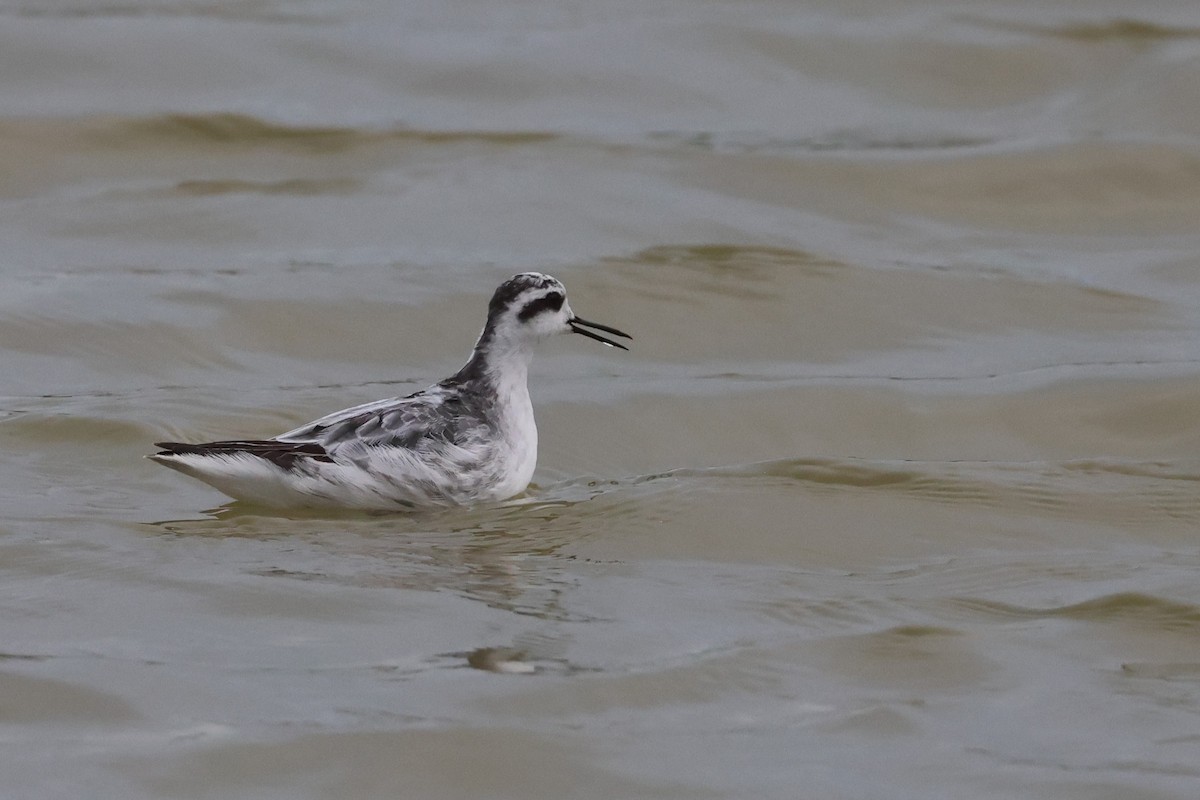 Плавунець круглодзьобий - ML646397596