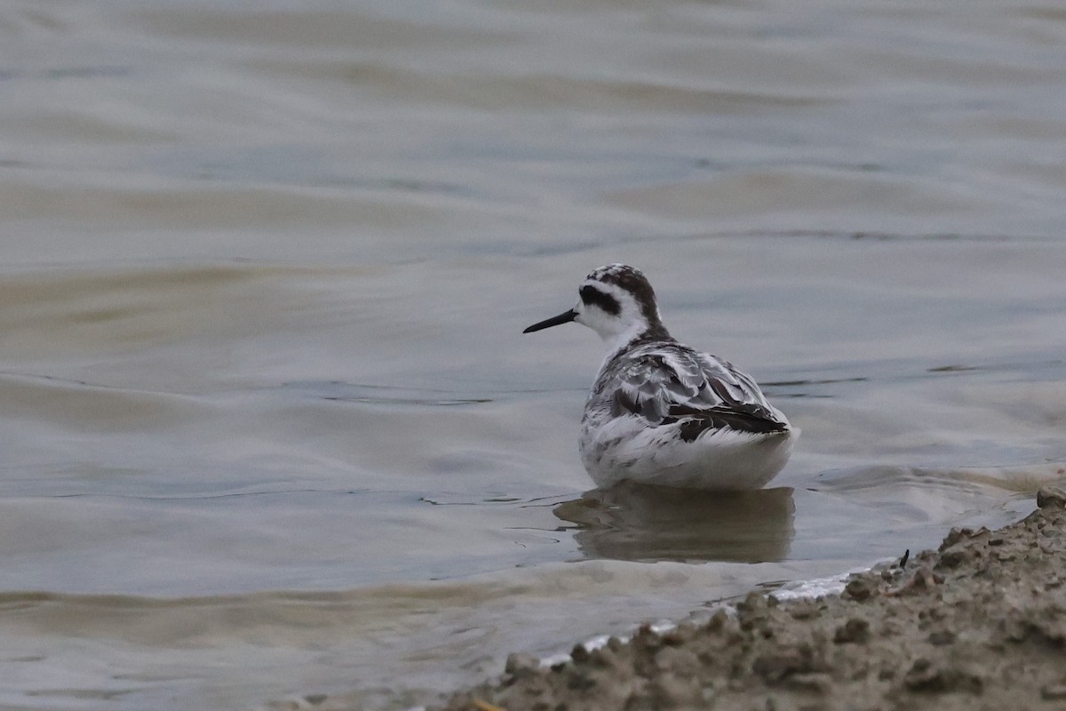 Плавунець круглодзьобий - ML646397598