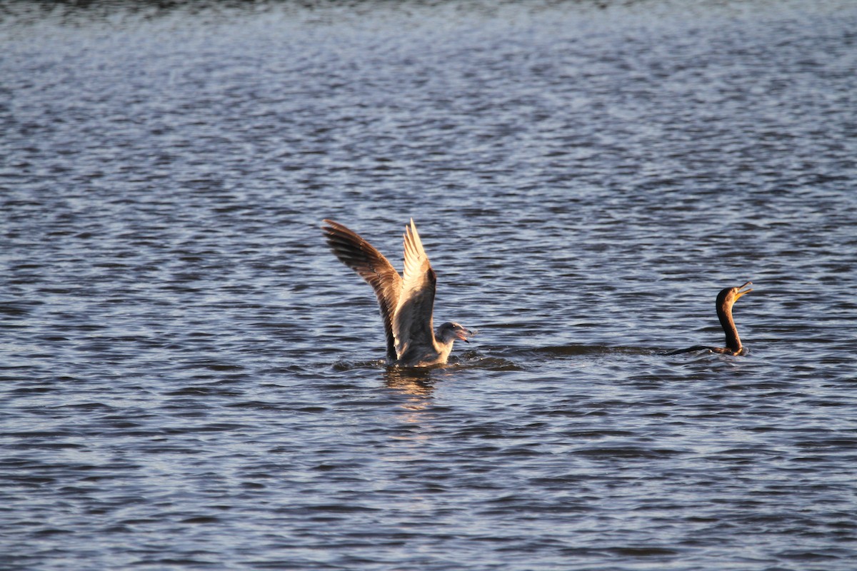 Larus sp. - ML646397600