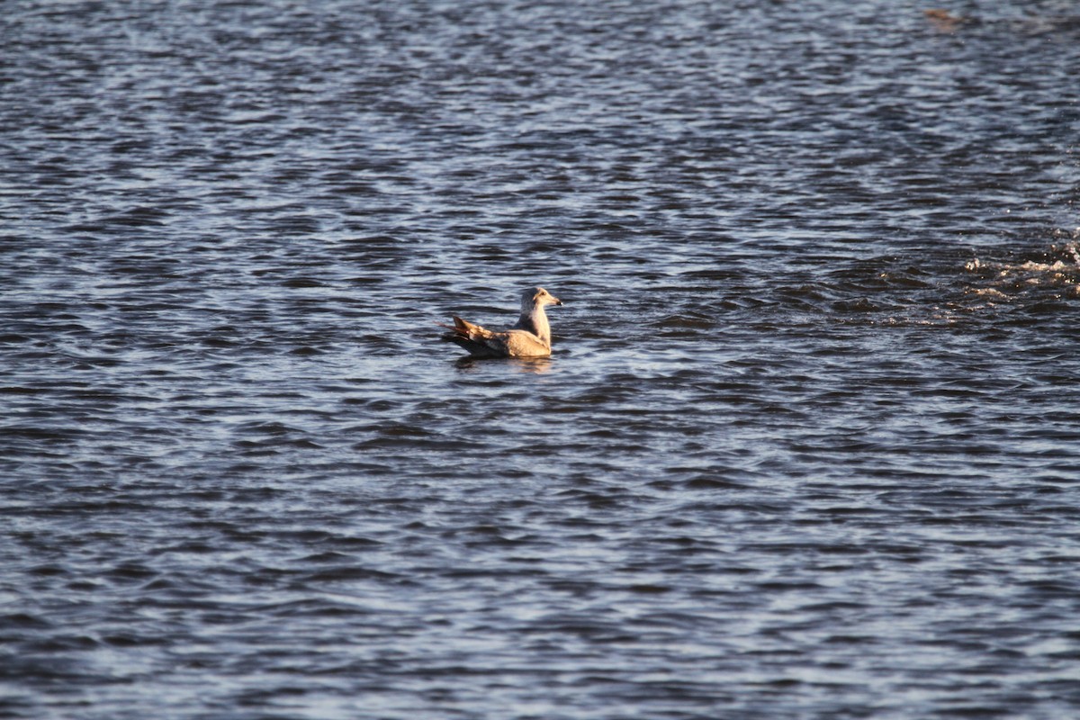 Larus sp. - ML646397602
