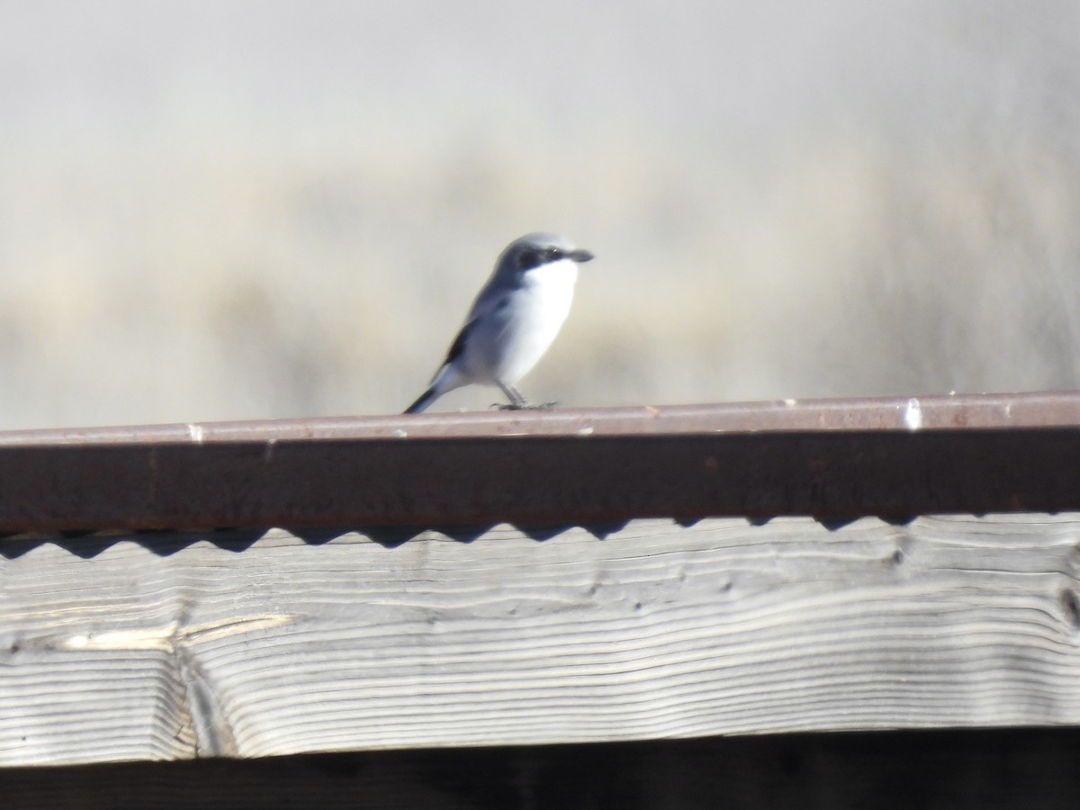 Loggerhead Shrike - ML646397614