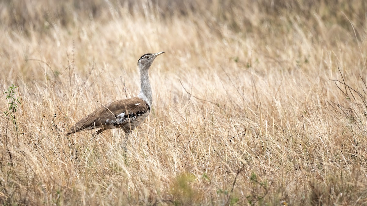 Australian Bustard - ML646397615