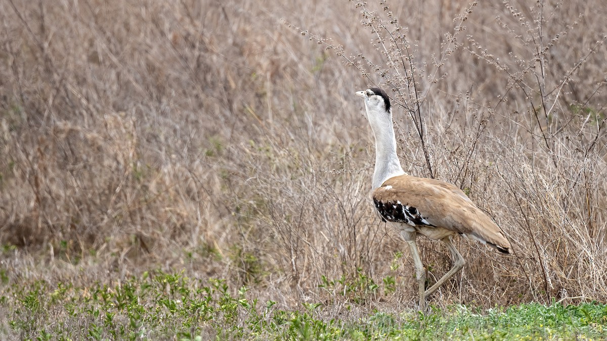 Australian Bustard - ML646397616