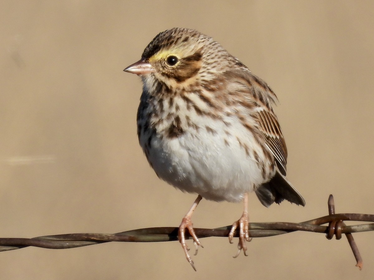 稀樹草鵐 - ML646397620