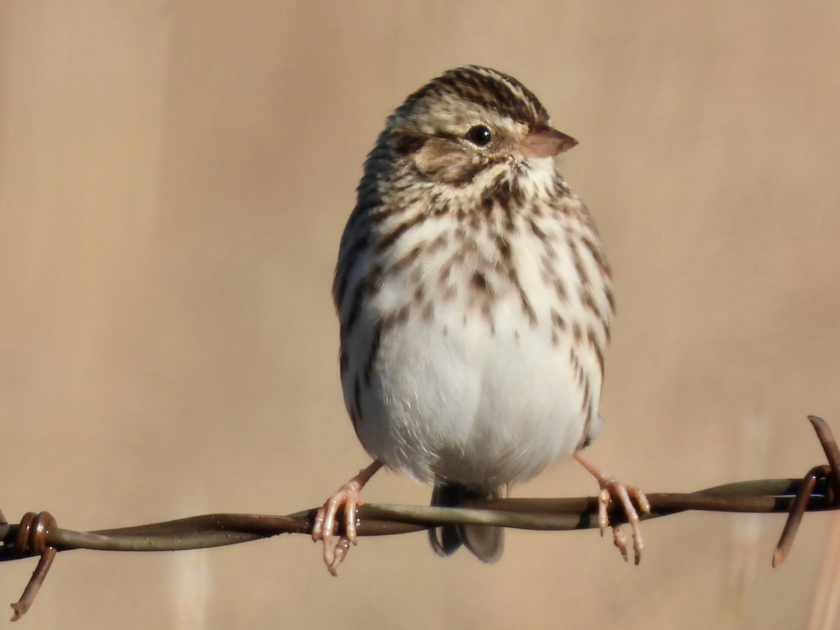 稀樹草鵐 - ML646397621