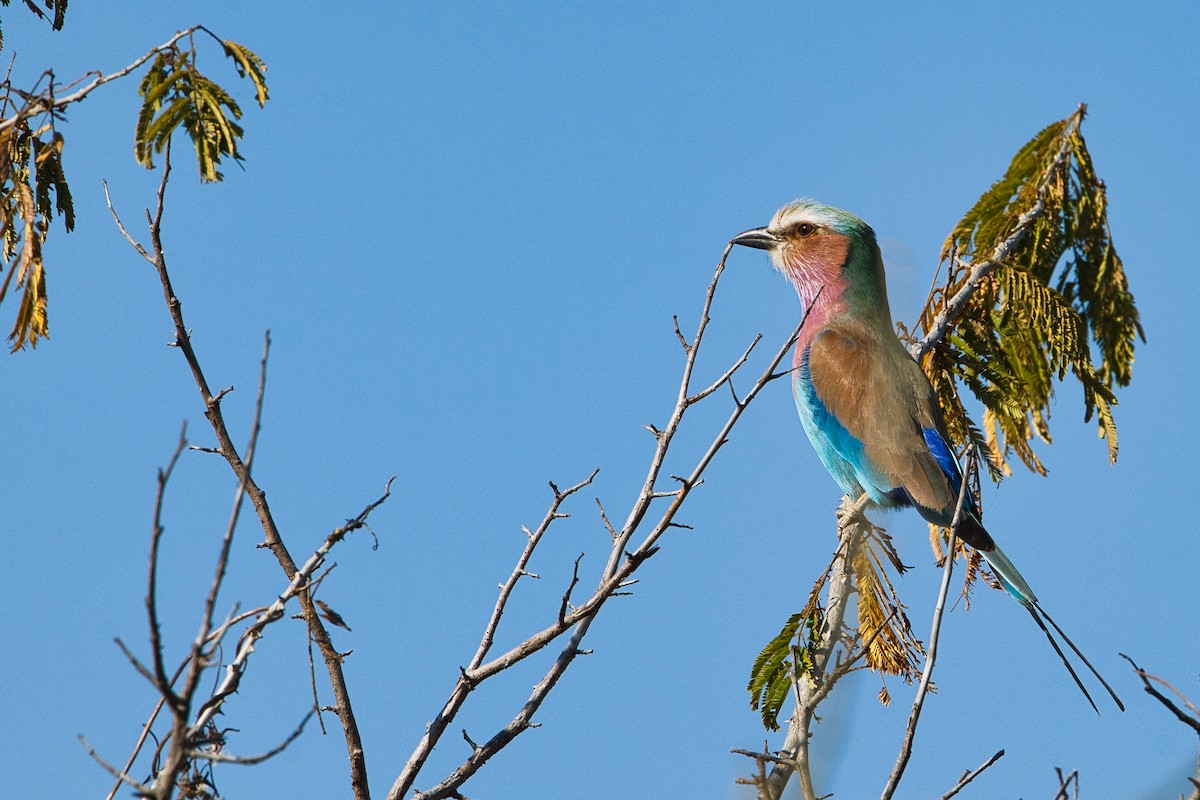 Lilac-breasted Roller - ML646397622